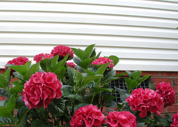 Pressure Washing Siding