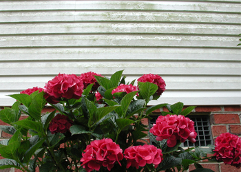 Pressure Washing Siding